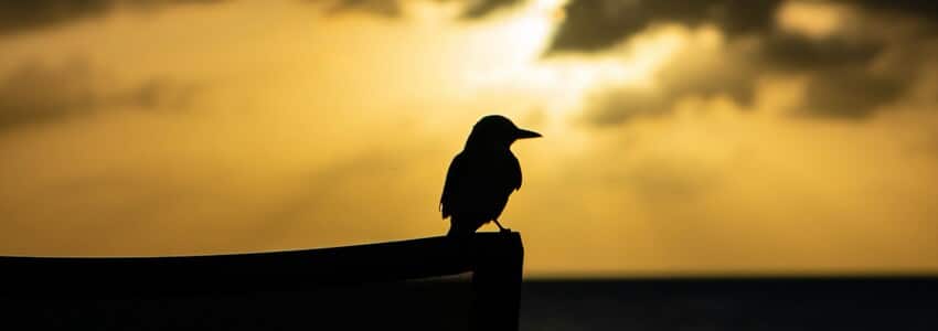 bird on kitts and nevis