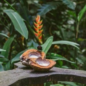 St Lucia Forest and Fruit