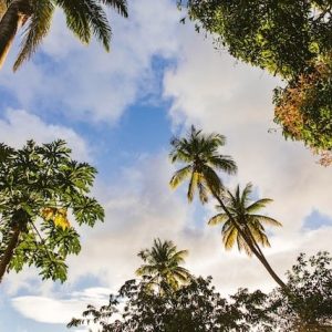 St Lucia Coconut trees